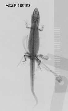 Imagem de Sphaerodactylus klauberi Grant 1931