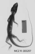 Image of Anolis equestris thomasi Schwartz 1958