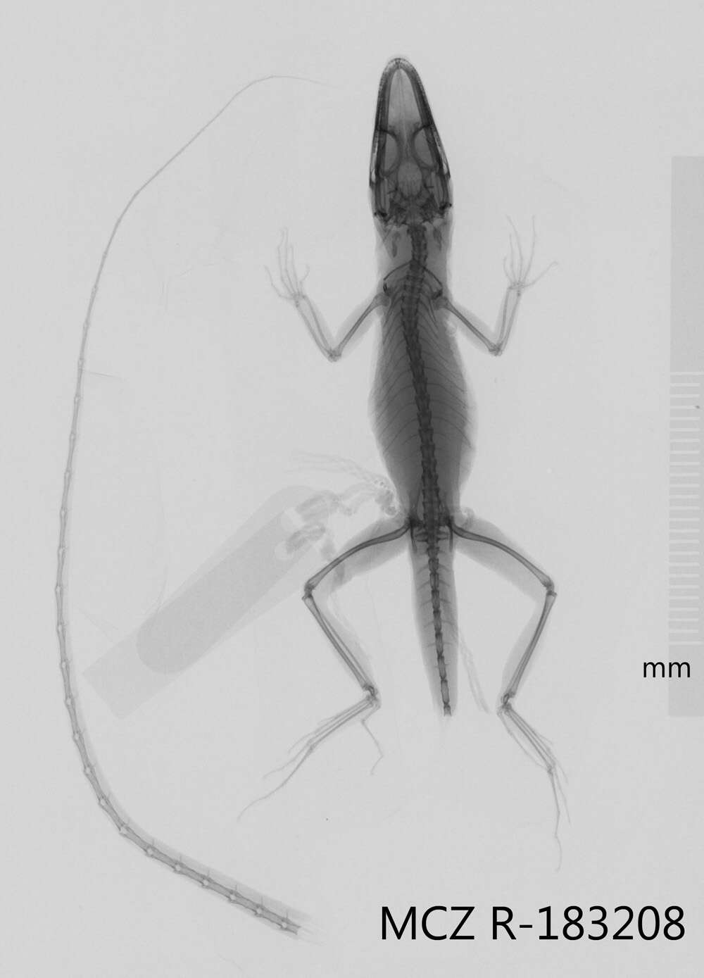 Image of Anolis bahorucoensis bahorucoensis Noble And Hassler 1933