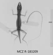 Image of Anolis bahorucoensis bahorucoensis Noble And Hassler 1933