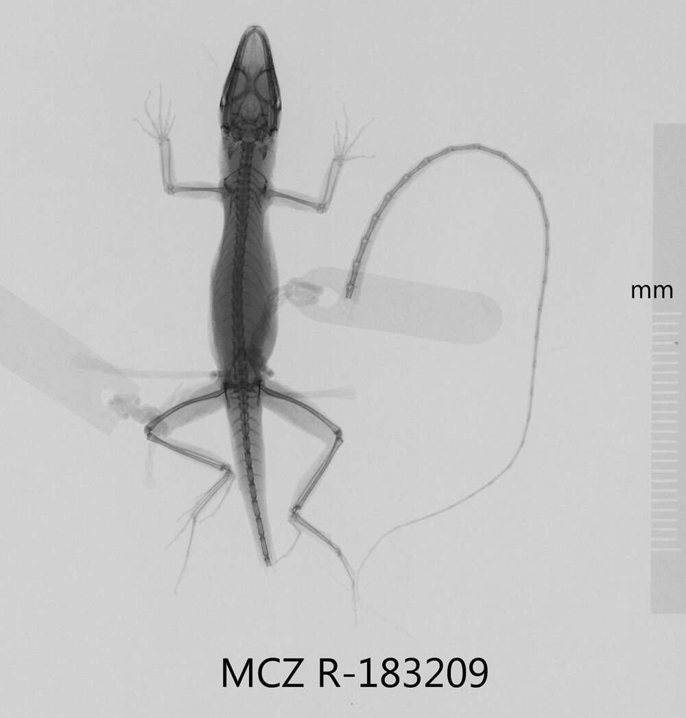 Image of Anolis bahorucoensis bahorucoensis Noble And Hassler 1933