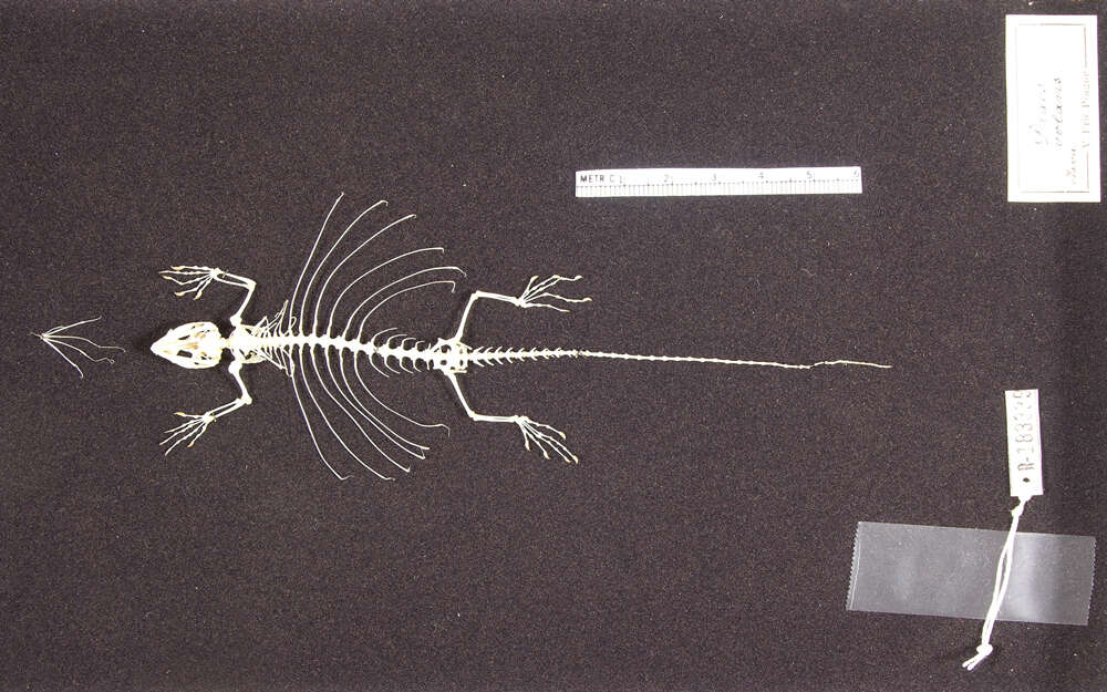 Sivun Draco volans Linnaeus 1758 kuva