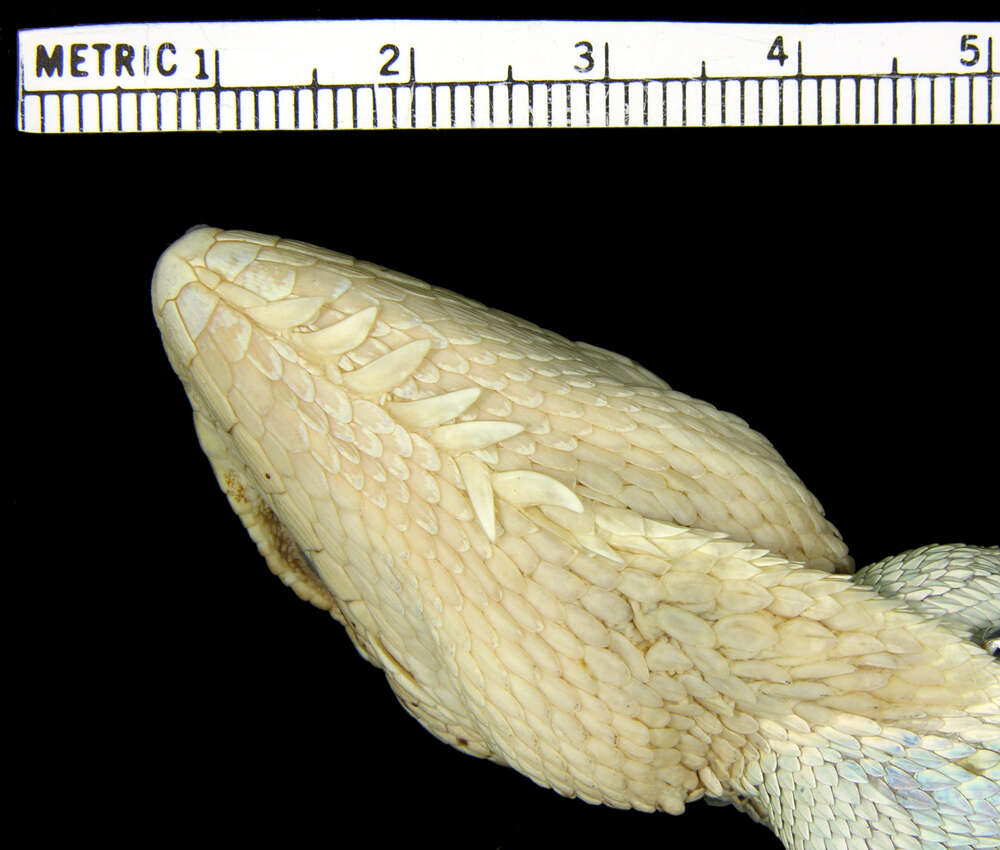 Image of Polychrus peruvianus (Noble 1924)