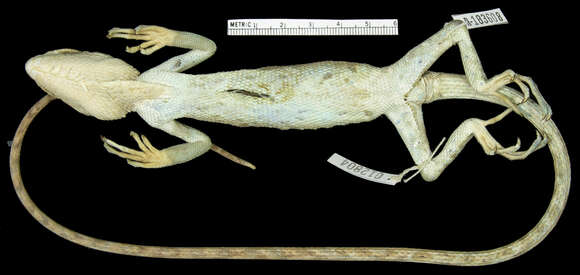 Image of Polychrus peruvianus (Noble 1924)