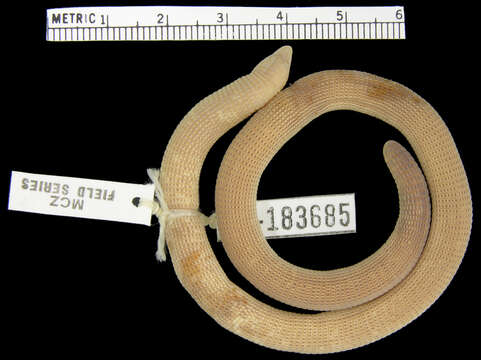 Image of Cope's Worm Lizard