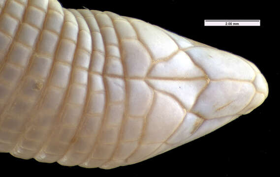 Image of Cope's Worm Lizard