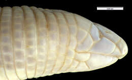 Image of Cope's Worm Lizard