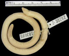 Image of Cope's Worm Lizard