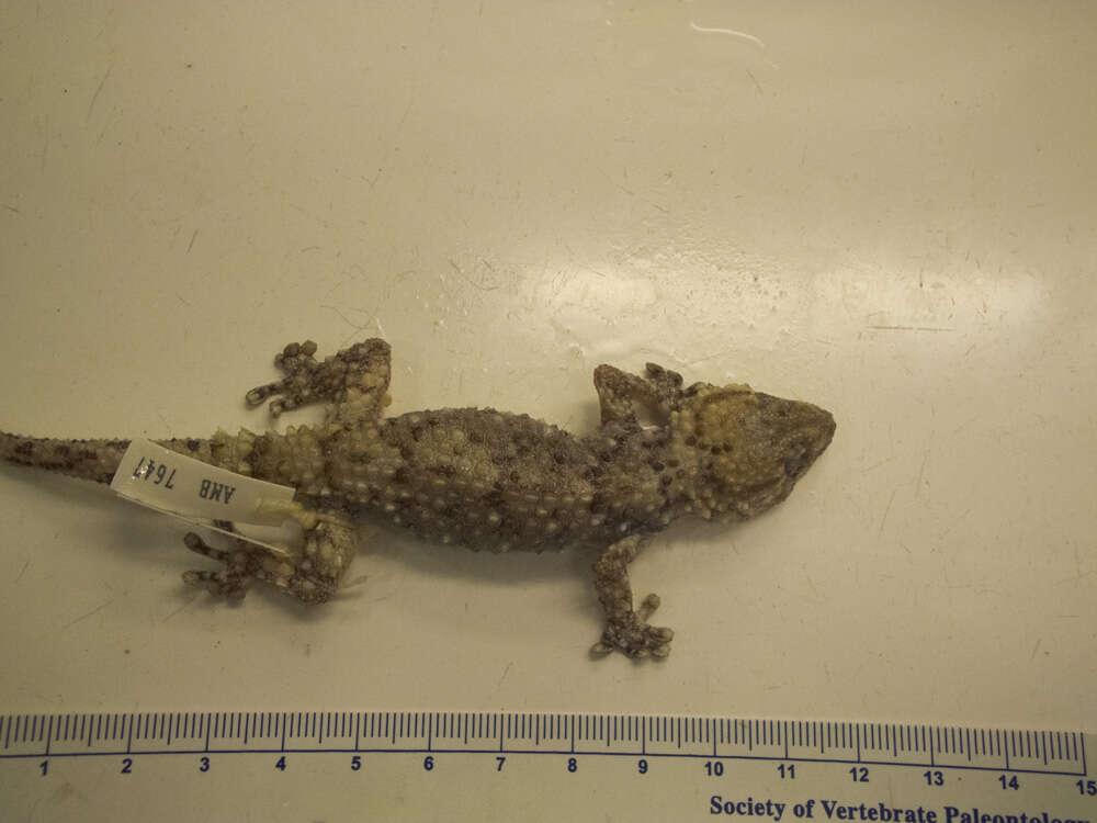 Chondrodactylus bibronii (Smith 1846) resmi