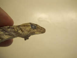 Image of Bibron's Thick-toed Gecko