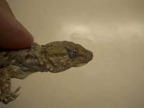 Image of Bibron's Thick-toed Gecko