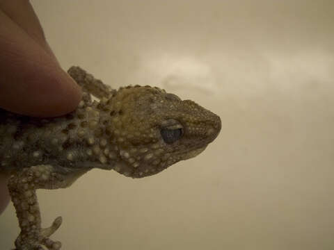 Image of Bibron's Thick-toed Gecko