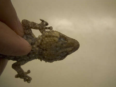 Image of Bibron's Thick-toed Gecko