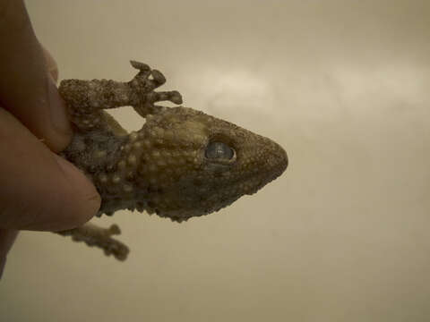 Image of Bibron's Thick-toed Gecko