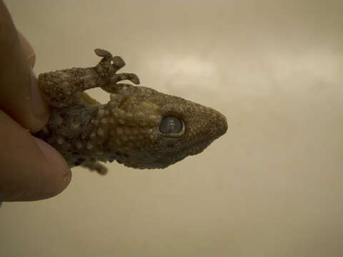 Image of Bibron's Thick-toed Gecko