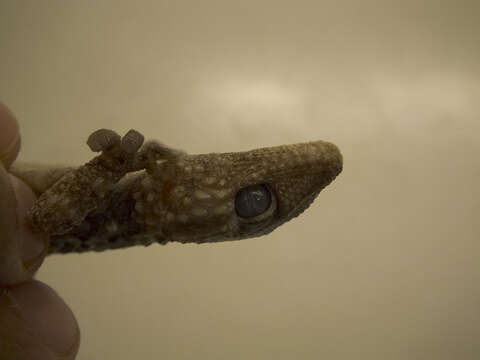 Image of Bibron's Thick-toed Gecko