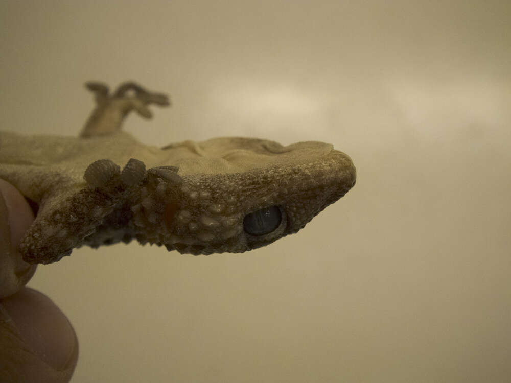 Image of Bibron's Thick-toed Gecko