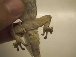 Image of Bibron's Thick-toed Gecko