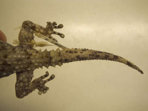 Image of Bibron's Thick-toed Gecko