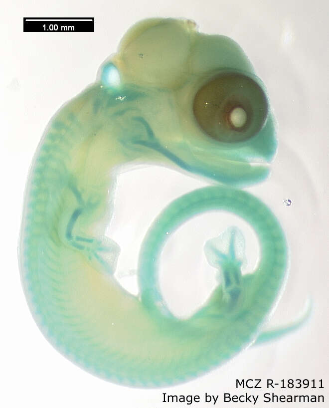 Image of Two-toed Earless Skink