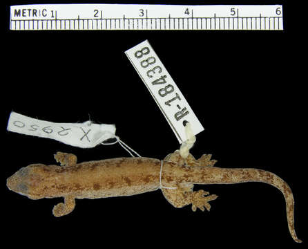 Image of Lepidodactylus oligoporus Buden 2007