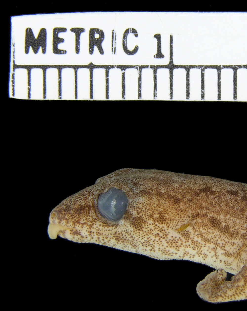 Слика од Lepidodactylus oligoporus Buden 2007