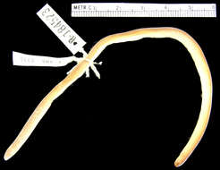 Zygaspis vandami (Fitzsimons 1930) resmi