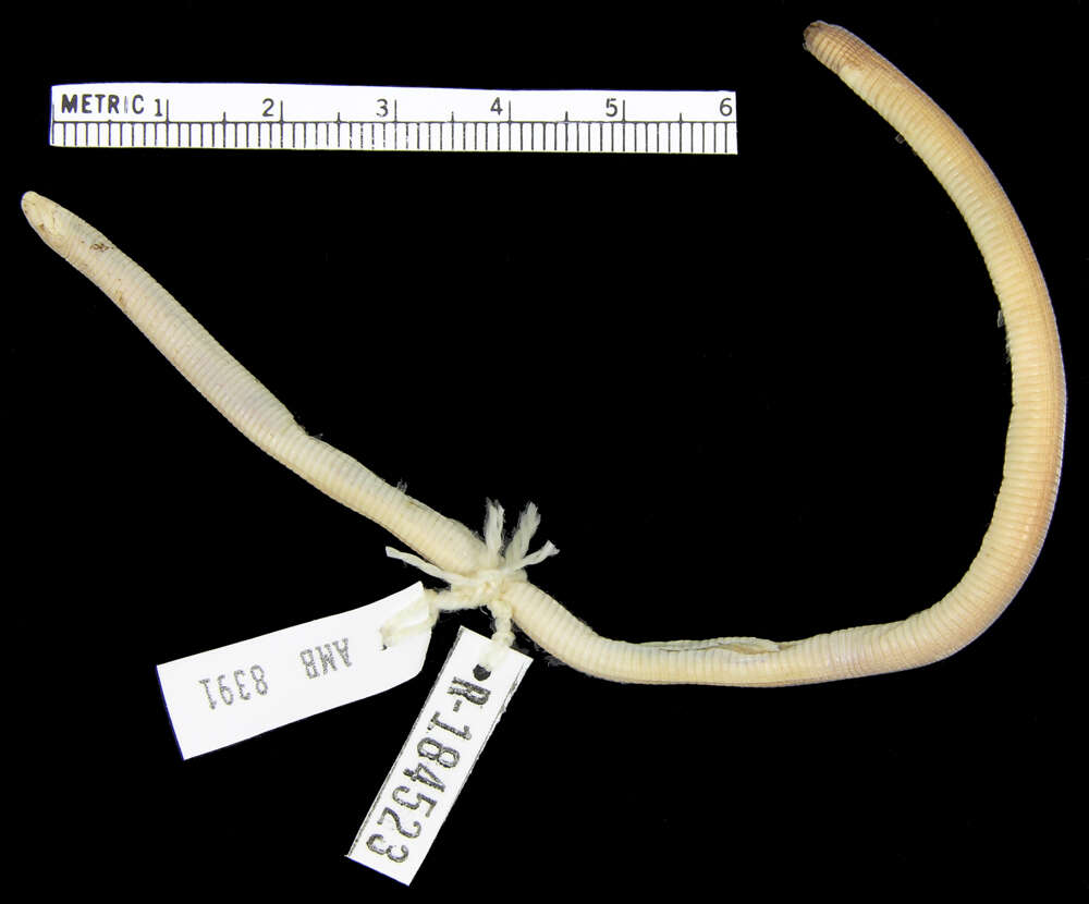 Zygaspis vandami (Fitzsimons 1930) resmi