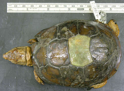 Image of Three-toed box turtle