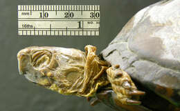 Image of Three-toed box turtle