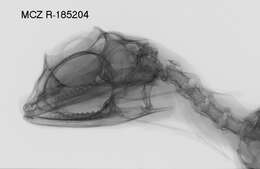 Sivun Draco melanopogon Boulenger 1887 kuva