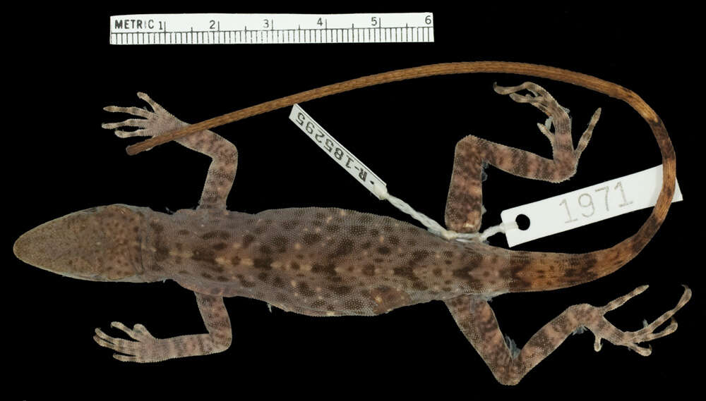 Image of Anolis kunayalae Hulebak, Poe, Ibáñez & Williams 2007