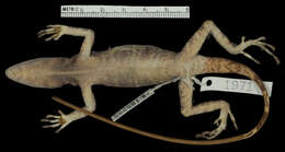 Image of Anolis kunayalae Hulebak, Poe, Ibáñez & Williams 2007