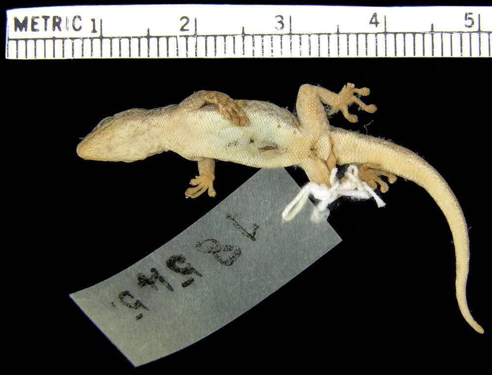 Image of Lygodactylus grotei Sternfeld 1911