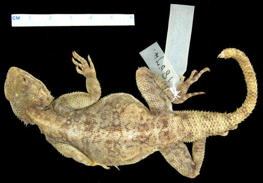 Image of Agama lionotus dodomae Loveridge 1923