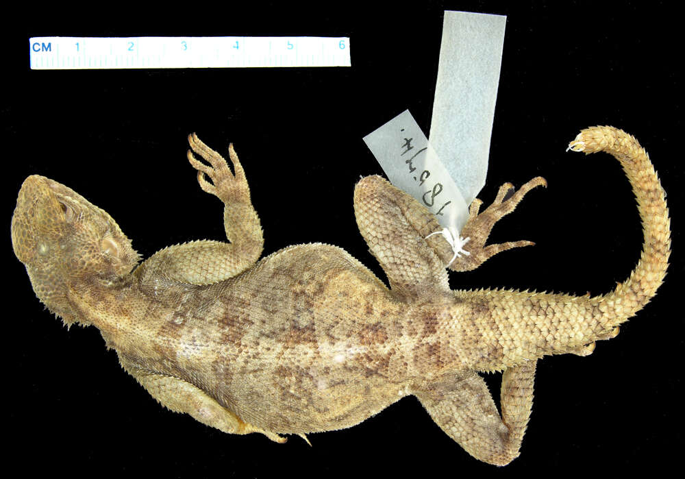 صورة Agama lionotus dodomae Loveridge 1923