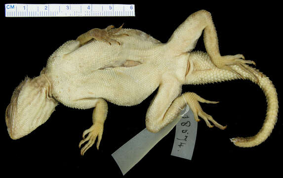 Image of Agama lionotus dodomae Loveridge 1923