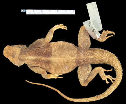 Image of Mwanza Flat-headed Rock Agama