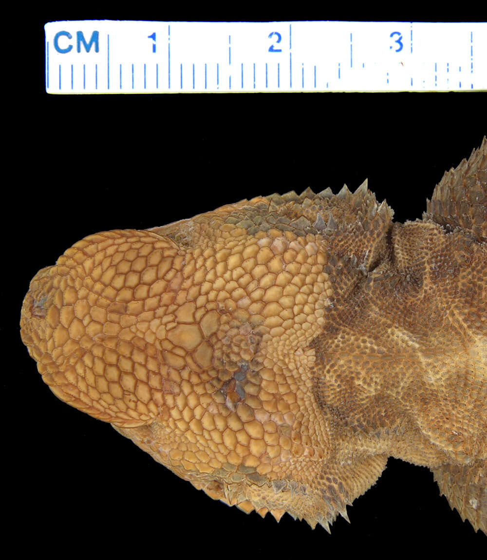 Image of Mwanza Flat-headed Rock Agama