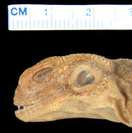 Image of Mwanza Flat-headed Rock Agama