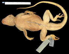 Image of Mwanza Flat-headed Rock Agama