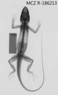 Image of Anolis equestris persparsus Schwartz And Garrido 1972