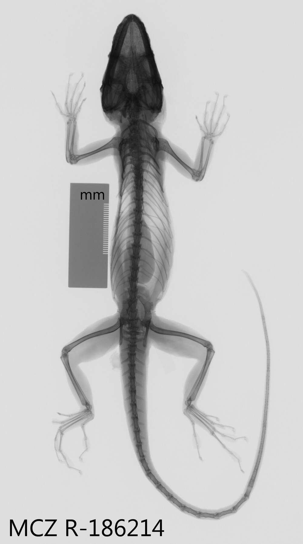 Image of Anolis equestris persparsus Schwartz And Garrido 1972