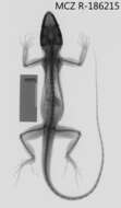 Image of Anolis equestris persparsus Schwartz And Garrido 1972