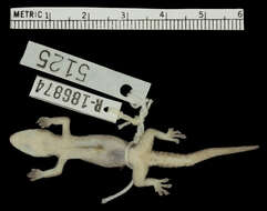 Image of Common House Gecko