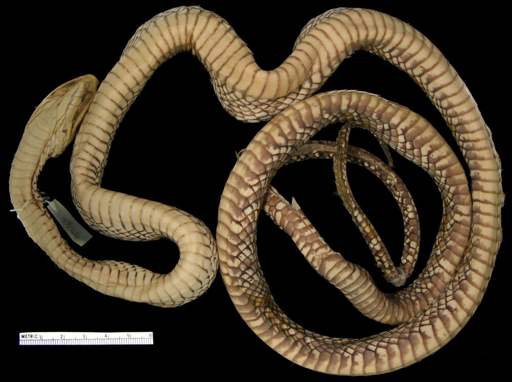 Image of Puffing Snake