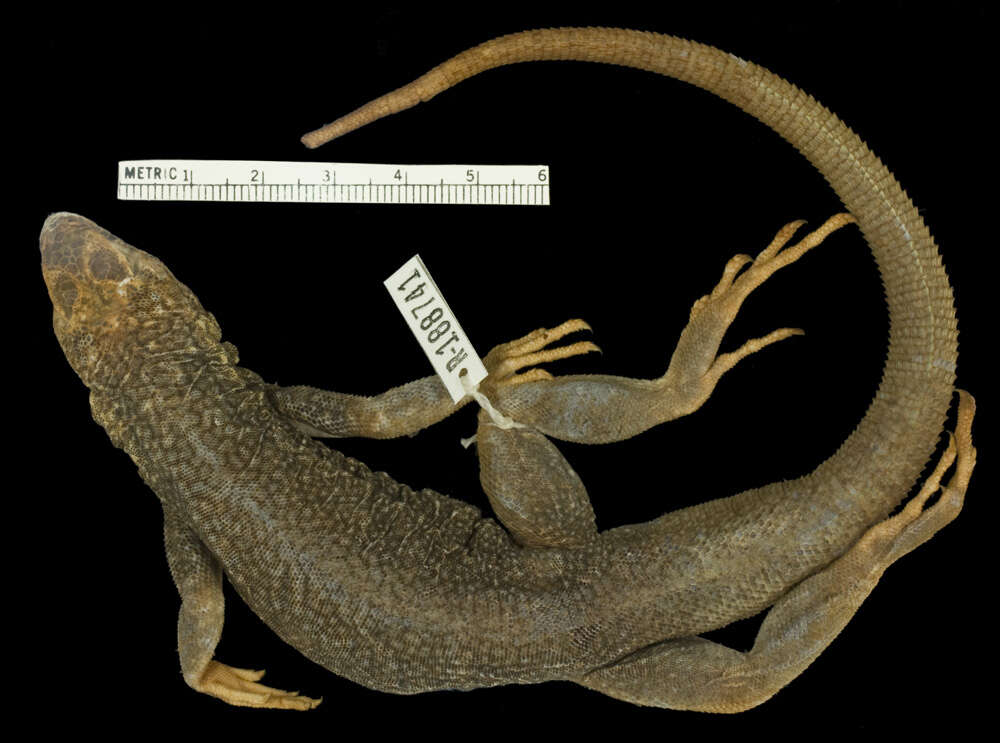 Plancia ëd Microlophus theresioides (Donoso-barros 1966)