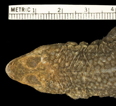 Image of Small Pacific iguana
