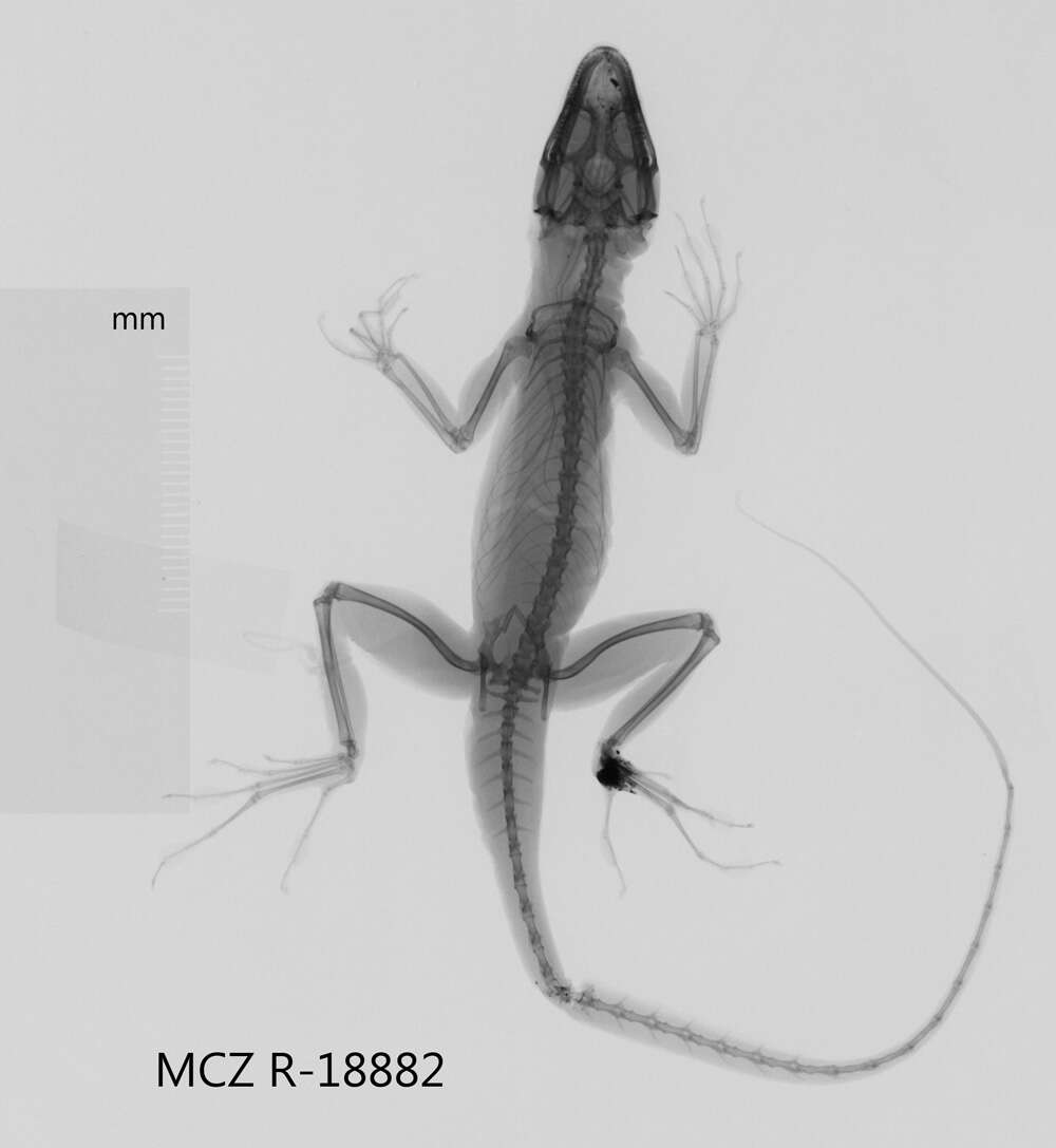 Image of Cave Anole