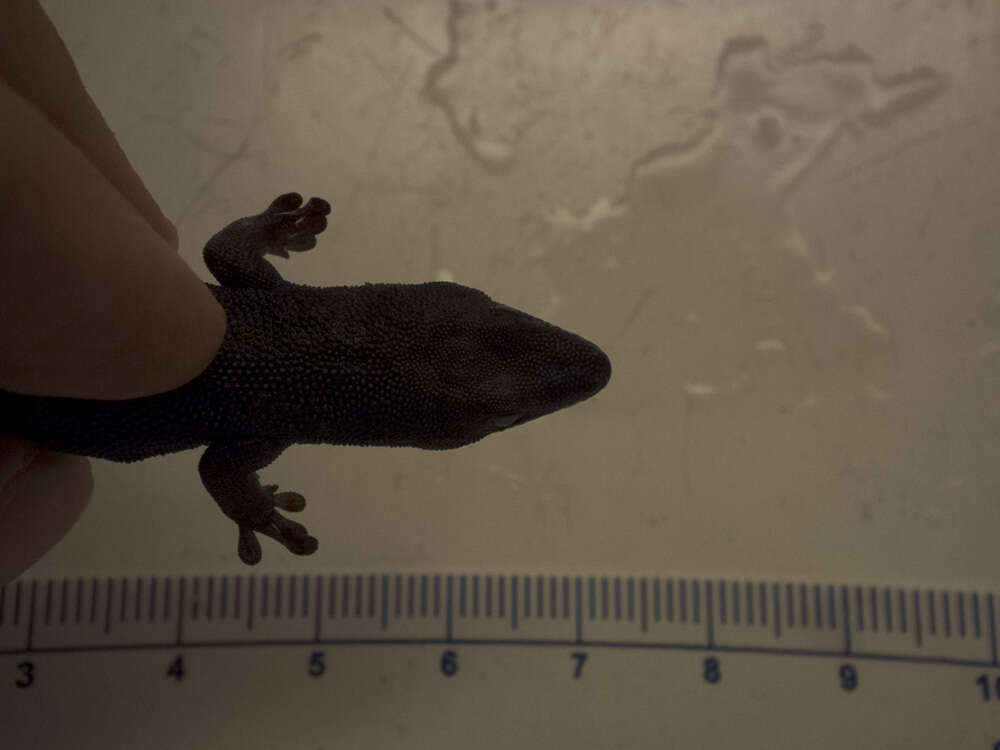 Image of Lined Day Gecko